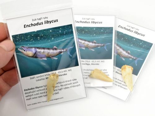 zub-tygri-ryby-enchodus-libycus-1